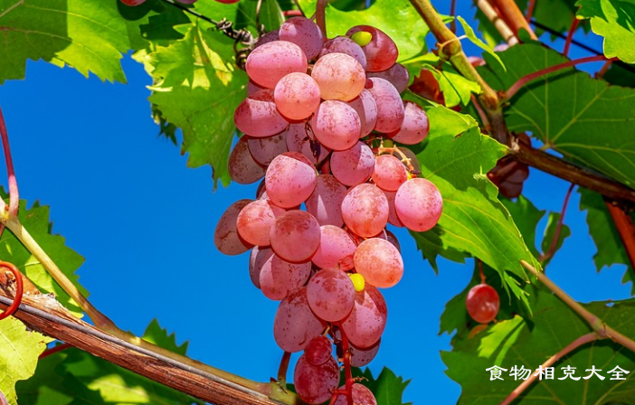 提子相克的食物有哪些
