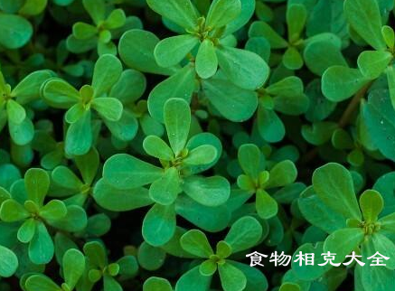 马齿笕不能和什么一起吃