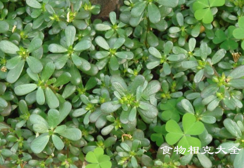 马齿笕相克的食物有哪些