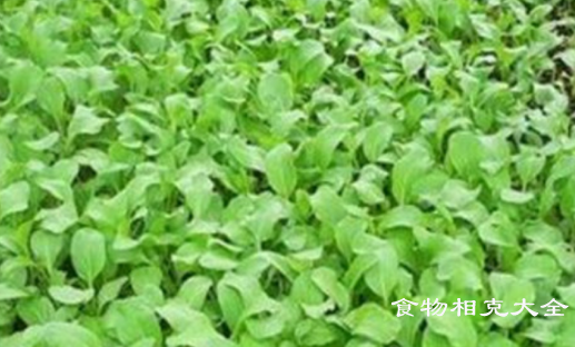 鸡毛菜不能和什么一起吃
