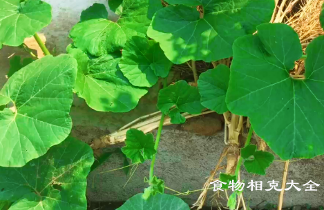 南瓜叶的营养价值