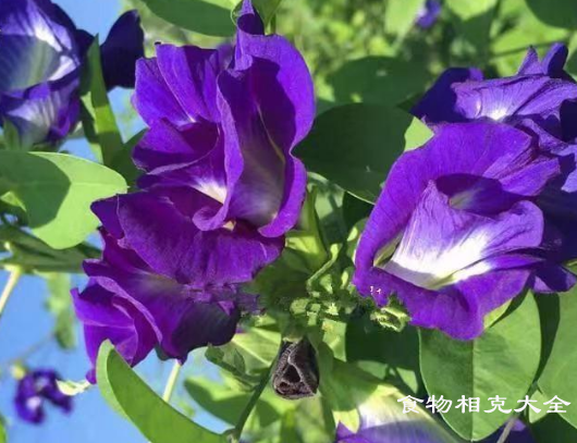 蝶豆花的营养价值
