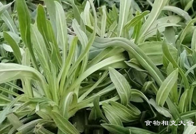 面条菜的营养价值