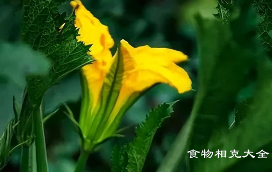 南瓜花的营养价值