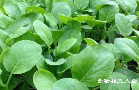 鸡毛菜的营养价值