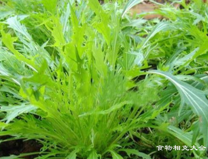 京水菜的营养价值