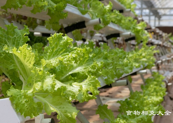 奶油生菜的营养价值