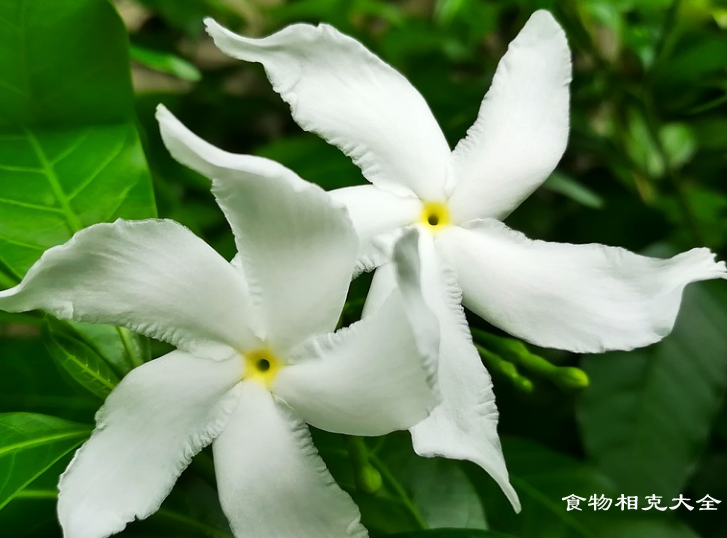 栀子花的营养价值