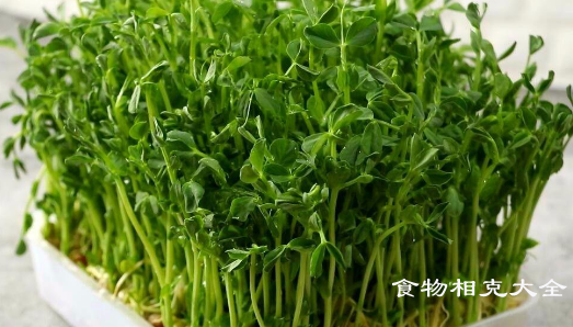 豌豆苗的营养价值