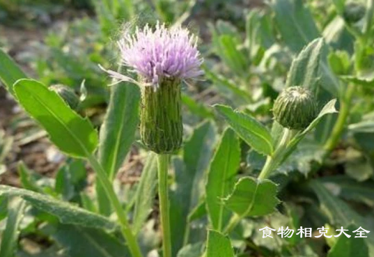 刺儿菜的营养价值