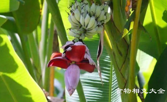 芭蕉花的营养价值