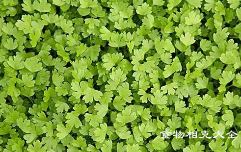 水田芹的营养价值