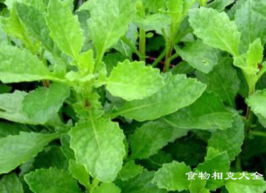 白凤菜的营养价值