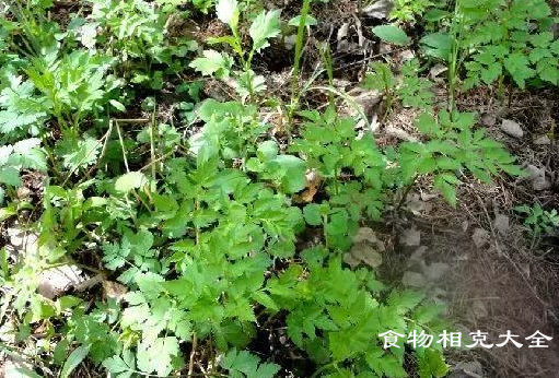 山菜的营养价值