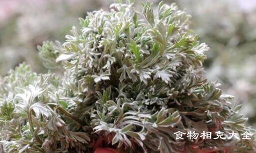 白沙蒿的营养价值