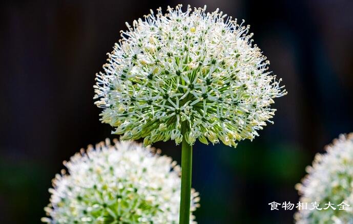 韭菜花的营养价值