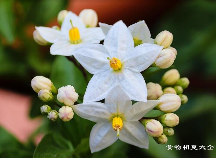 茉莉花的营养价值