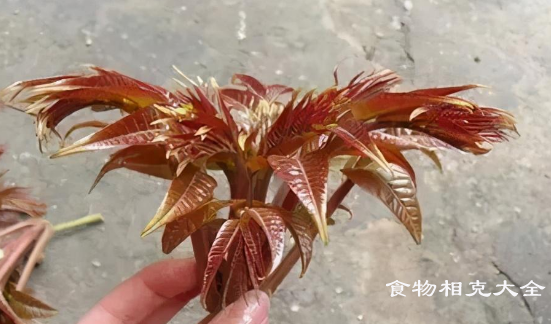 香椿的营养价值