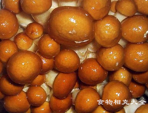 干滑子菇的营养价值