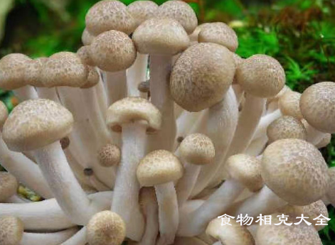 真姬菇的营养价值