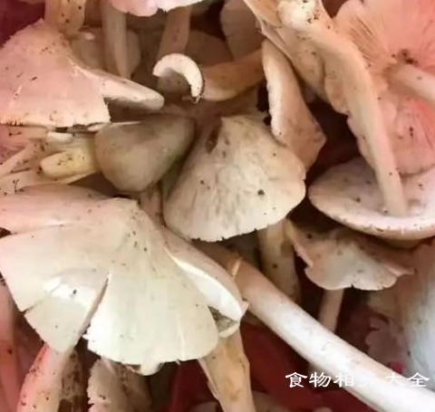 荔枝菌的营养价值