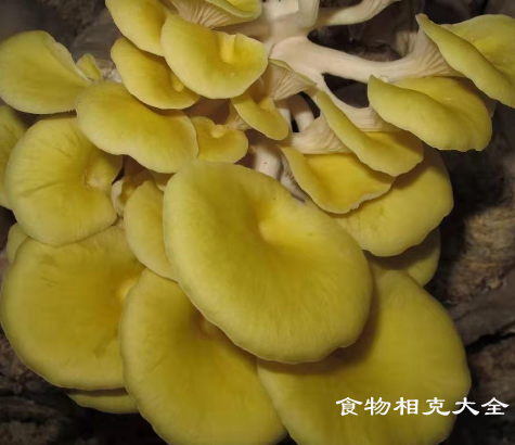榆黄菇的营养价值