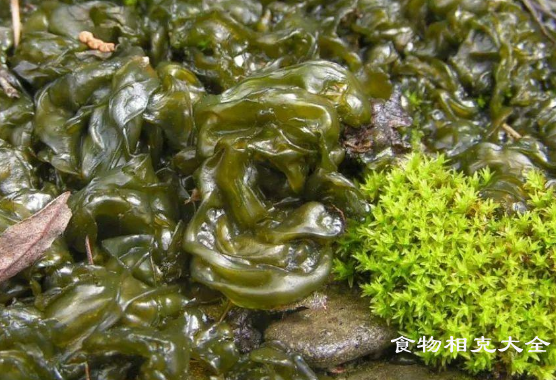 地皮菜的营养价值