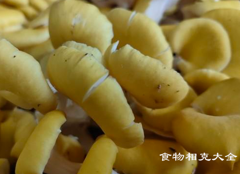 黄蘑的营养价值
