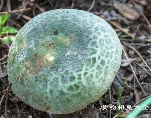 青头菌的营养价值