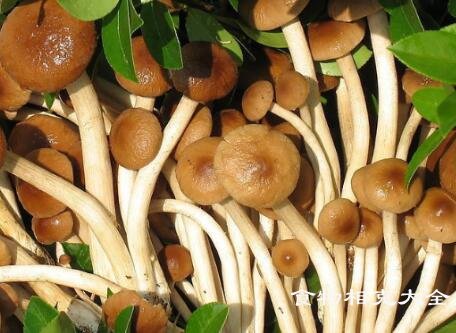 柳松菇的营养价值