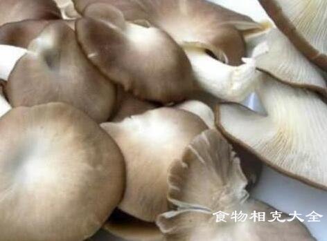 鲍鱼菇的营养价值