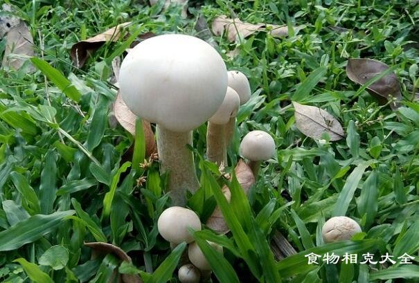 草菇心的营养价值