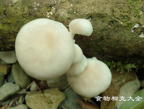 北风菌的营养价值