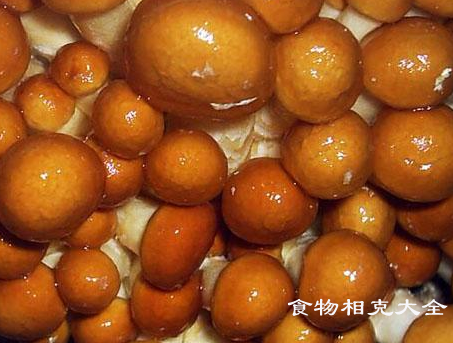 滑子菇的营养价值
