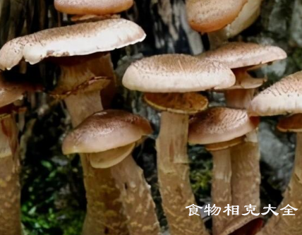 榛蘑的营养价值