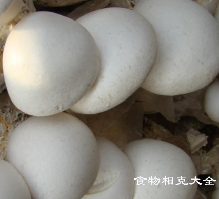 白灵菇的营养价值