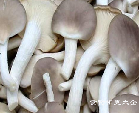 姬菇的营养价值与功效