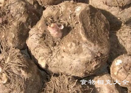 蒟蒻（jǔ ruò）的营养价值