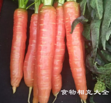 手指胡萝卜的营养价值