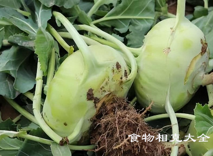 水果苤蓝的营养价值
