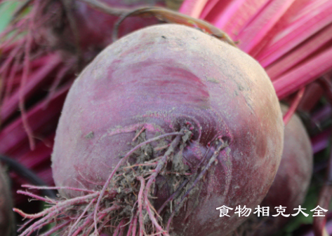 甜菜根的营养价值
