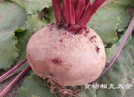 紫菜头的营养价值