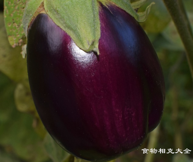圆茄子的营养价值