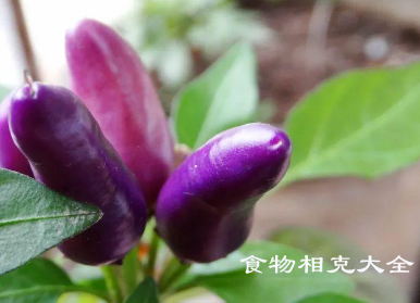 紫尖椒的营养价值