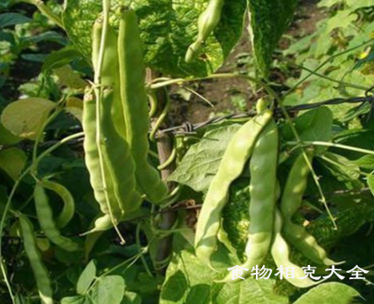 架豆的营养价值