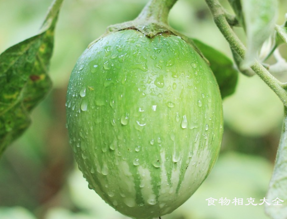 绿圆茄的营养价值