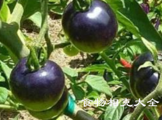 黑柿蕃茄的营养价值
