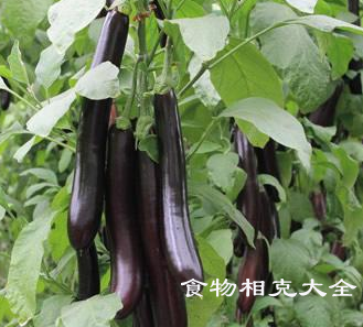 茄冬叶的营养价值