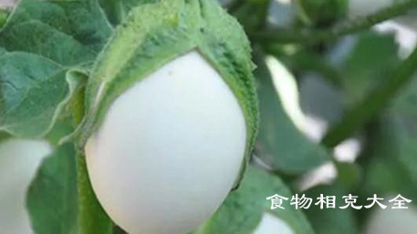白茄子的营养价值