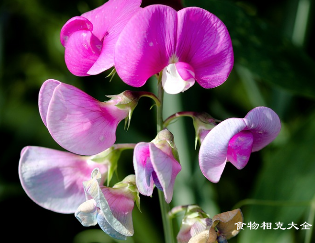 歪头菜的营养价值